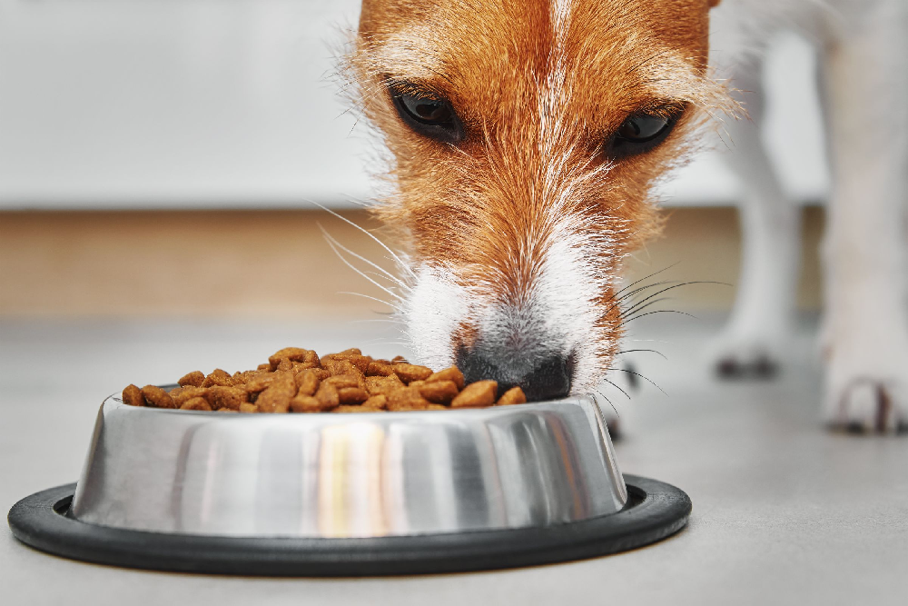 Karma bezzbożowa dla psa. Co daje ograniczenie zboża w diecie czworonoga?